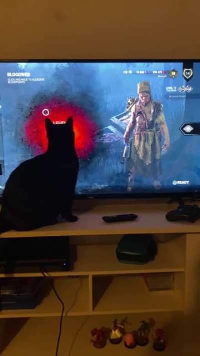 My cat is very interested in the little dot on the menu screen