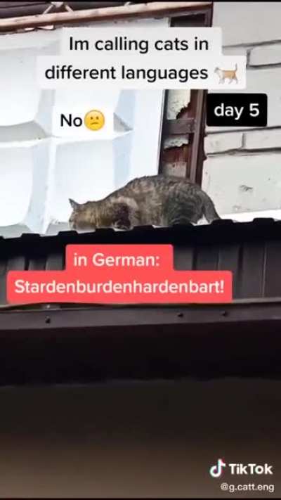 Cats must think are you retarded or something 🤣