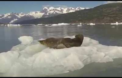 Surprised Seal