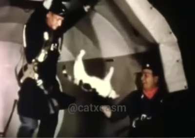 Cats vs. Zero gravity