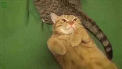 The cat didn't find it funny at all