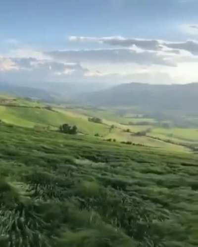 Grass waves