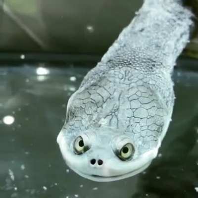 🔥This diabolic-looking snake-necked turtle