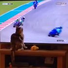 Malicious cat is malicious