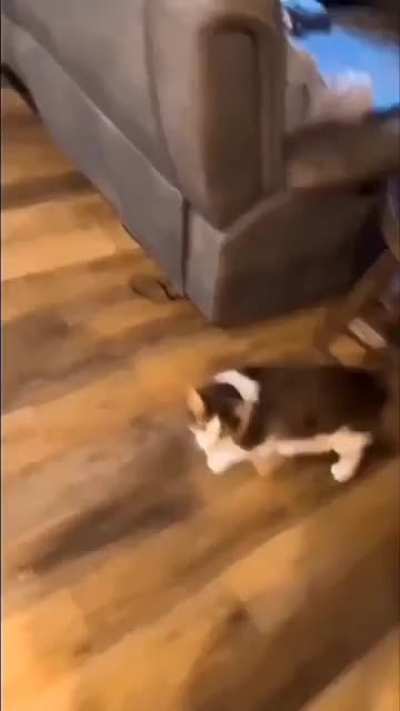 catto