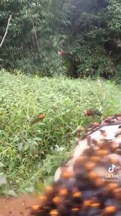 Doing some digging and trying to ignore the murder hornets
