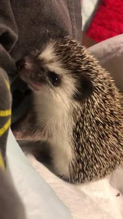 He loves chewing on my shirts 🥺