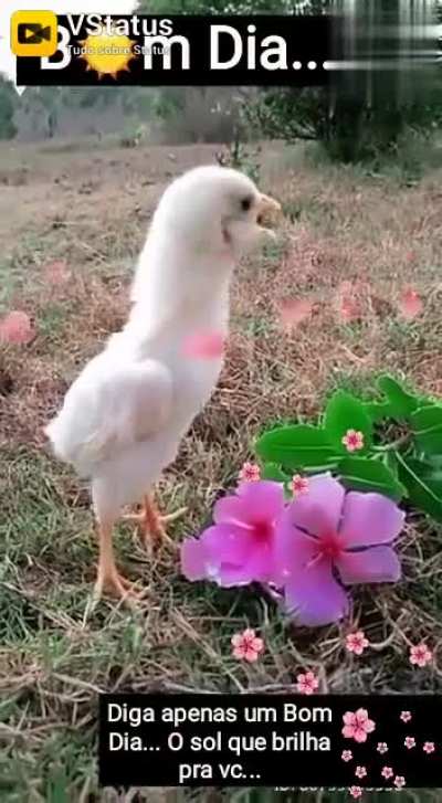 Bom dia Amém 🙌