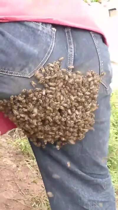 Beekeeper calmly handling a huge bee swarm on his body.