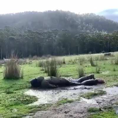 Backflip belly flop.