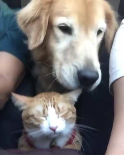 Stuck on a road trip with the dog