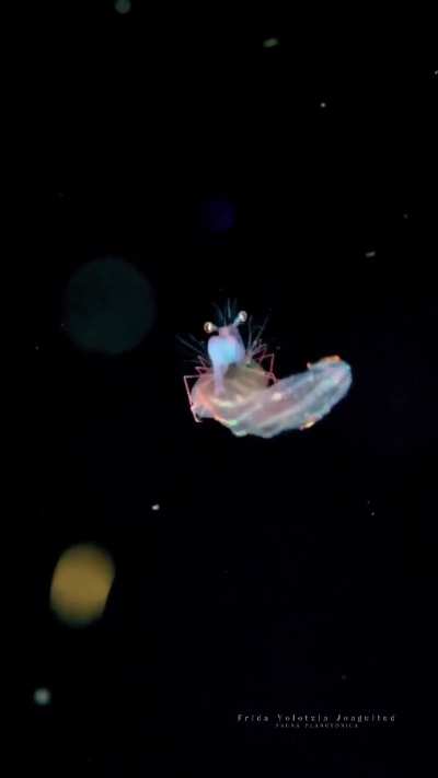 Shrimp is horseback ridin a worm in ocean abyss