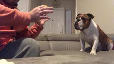 My dog does not like “magic”