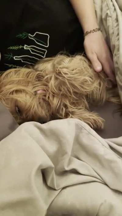 When the pets are so good your eyes roll into the back of your head