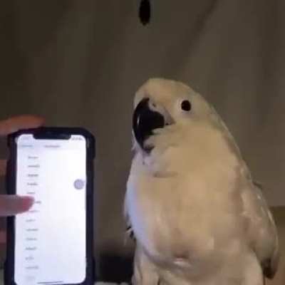 When you have personal DJ