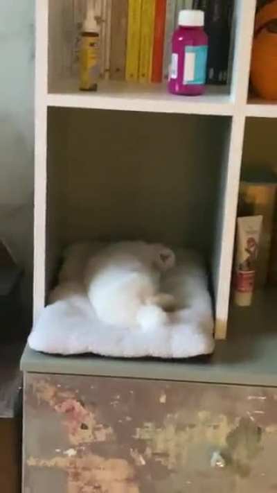 I FINALLY DID IT!!! AFTER 373774838472838 TRIES I FILMED HER STUPID FLOP!!!!!!!