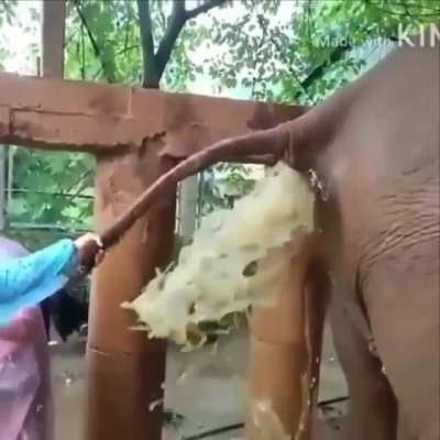 Elephant chaos nsfw