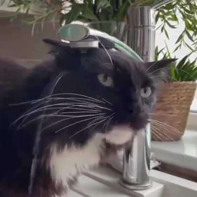 cAt gEtS HoLe iN HeAd, AlL HiS BrAiN FlUiD LeAkS OuT