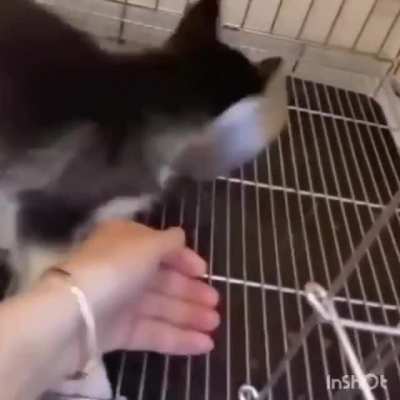 If the Doomslayer had a dog