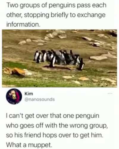 A group of penguins briefly exchange information
