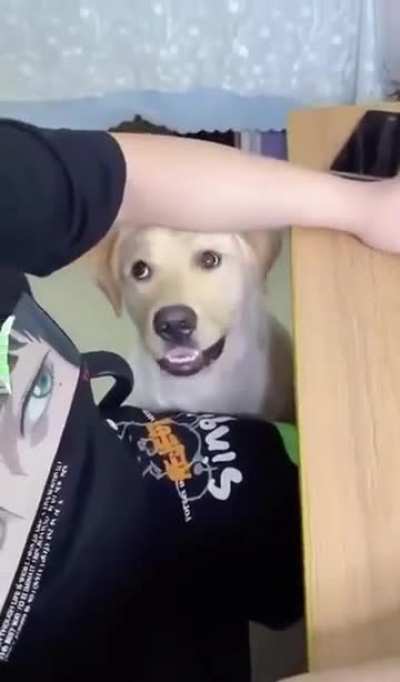 0:19 Dog begs for lollipop and is then baffled about what to do with it.