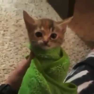 Burrito