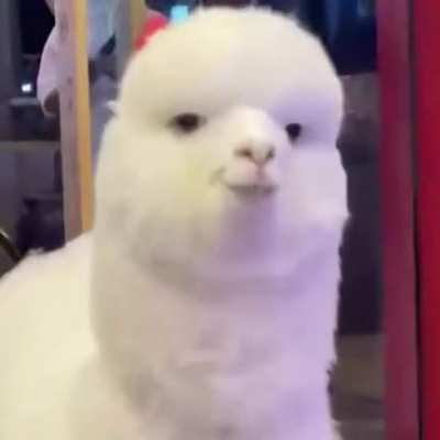 Despite the warning, she couldn't resisthndsome fluffy boi