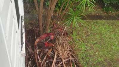 VERY heavy rain today in Sydney.