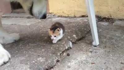 What is this thing?!