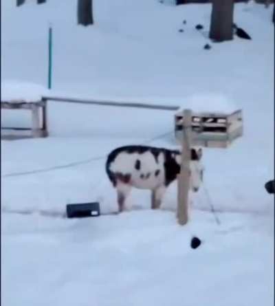 Can I get an aww yeah?