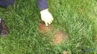Dead grass in the yard