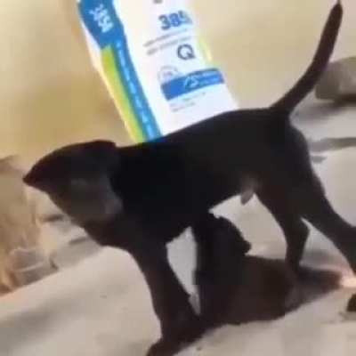 um guerreiro foi perdido :C