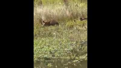 Brazilian Puma attempts to hunt a Capybara