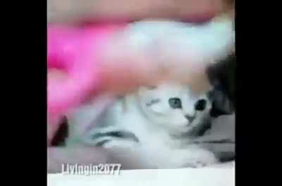 R.I.P. for the cat