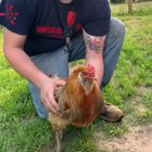 How to hypnotize a chicken