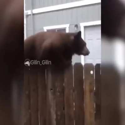 Russian cats ;)