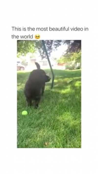 Awww 🐶🦋🥺