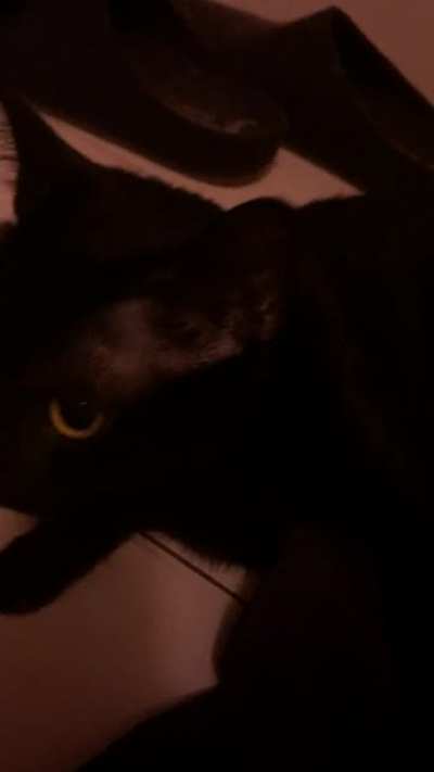 My cat is a menace sometimes