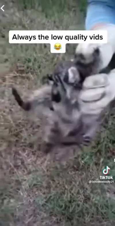 Racoon