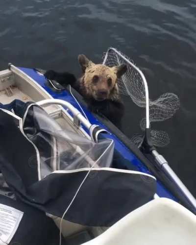 Fishermen from Russia noticed 2 frightened brown bear cubs drowning in the lake after they lost their mother while crossing. They cautiously brought the cubs on board the boat In the hope that the bears would find their mother, the two men took them to th