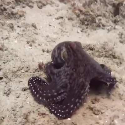 🔥 Octopus goes into stealth mode 🔥