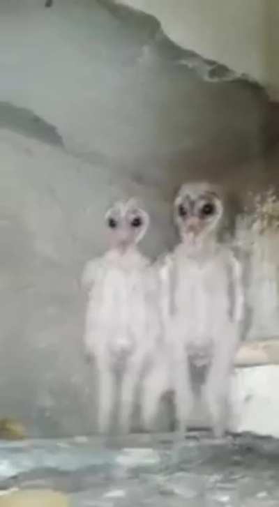 Baby Owls