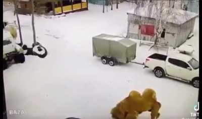 A camel gets payback