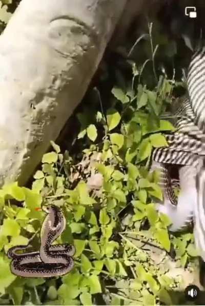 Cobra in his shirt 🐍