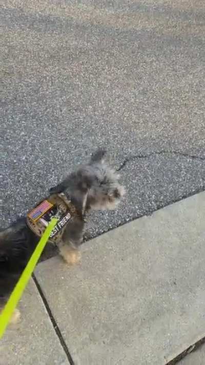 How my dog reacts to firetrucks every single time.