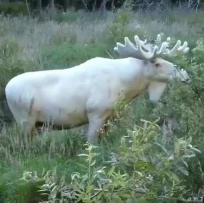 A rare albino moose