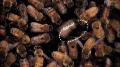 bee_irl