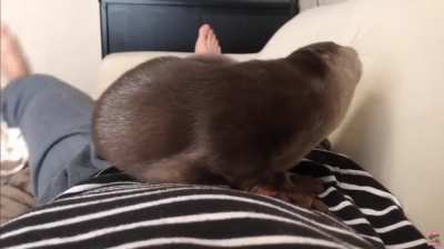 PetTheDamnOtter