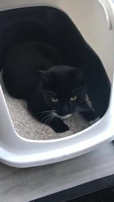 Enjoying his litter box a bit too much