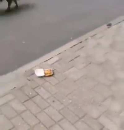 Giving McNuggets To A Hungry Stray Dog